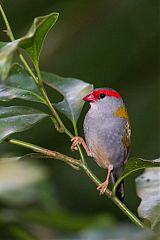 Red-browed Firetail